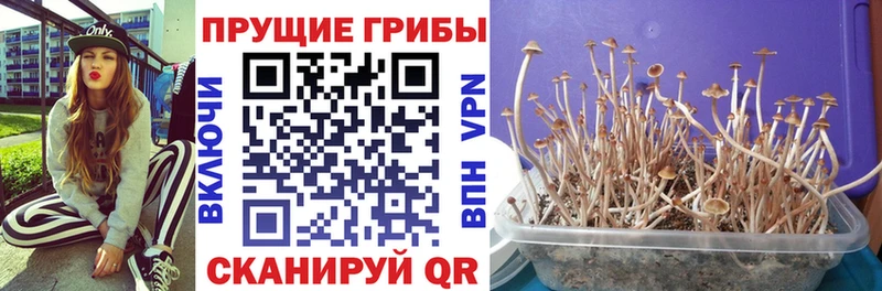 Купить где  Борисоглебск  Галлюциногенные грибы мицелий 